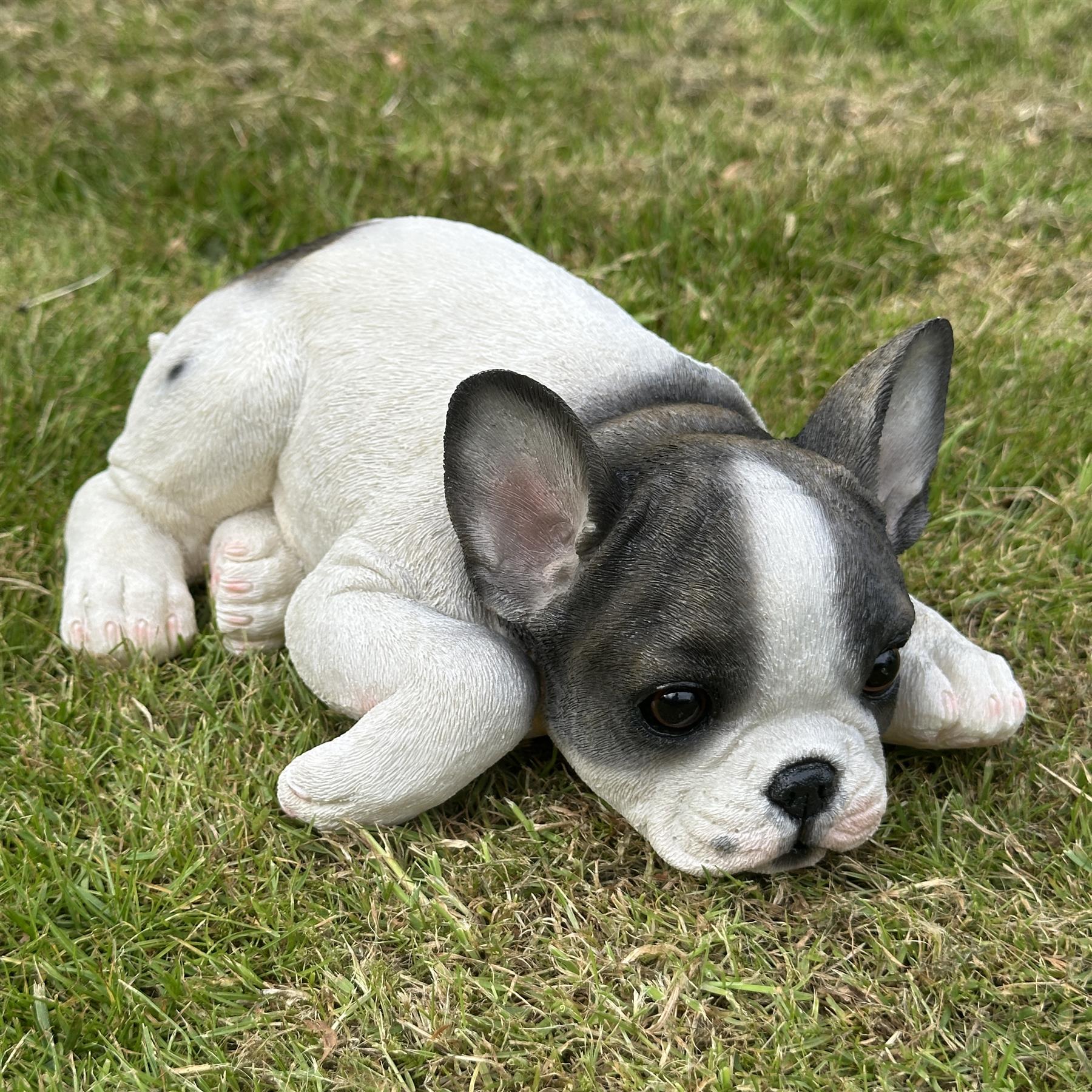 Realistic Black & White laying French Bulldog figurine home or garden decoration, pet loss gift or memorial