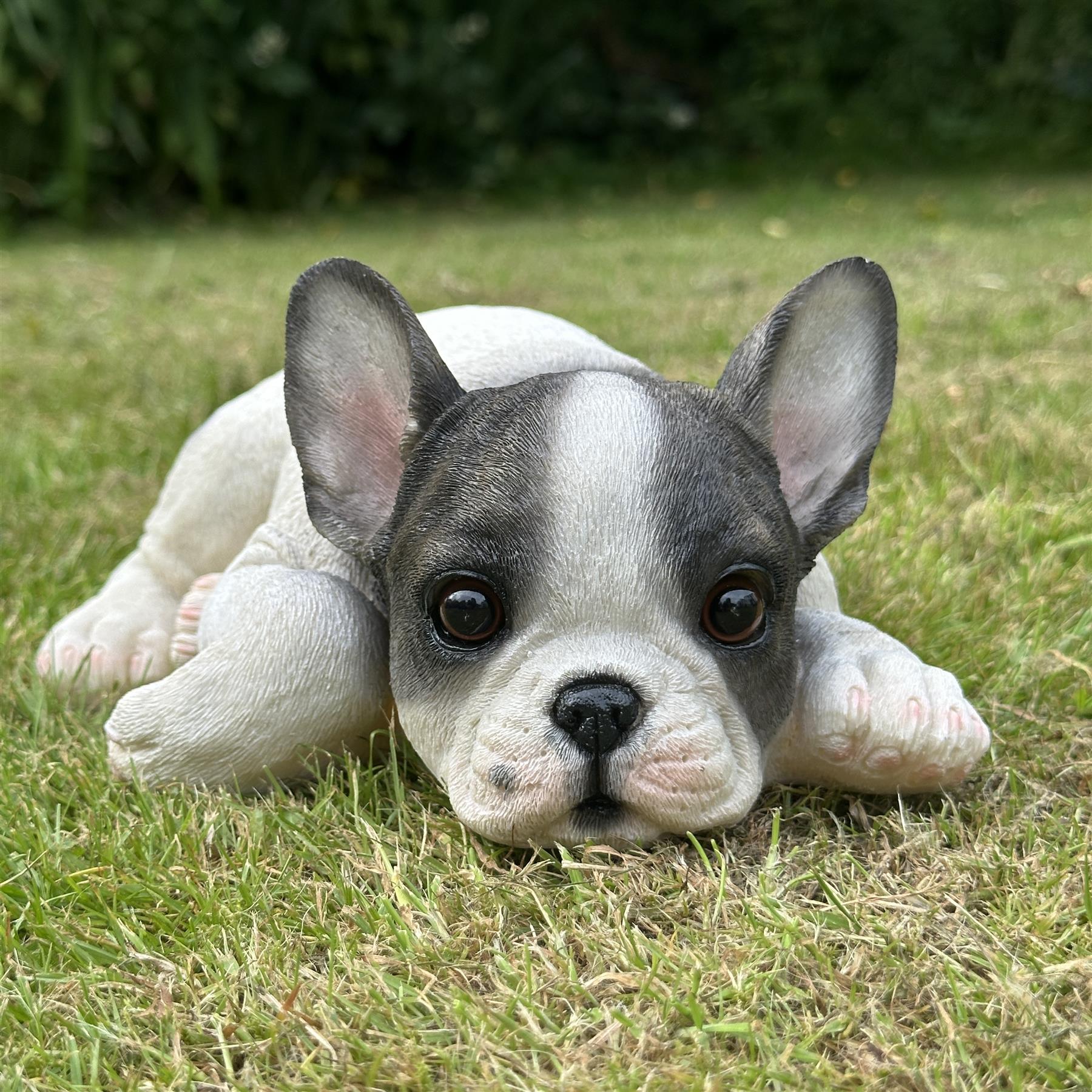 Realistic Black & White laying French Bulldog figurine home or garden decoration, pet loss gift or memorial