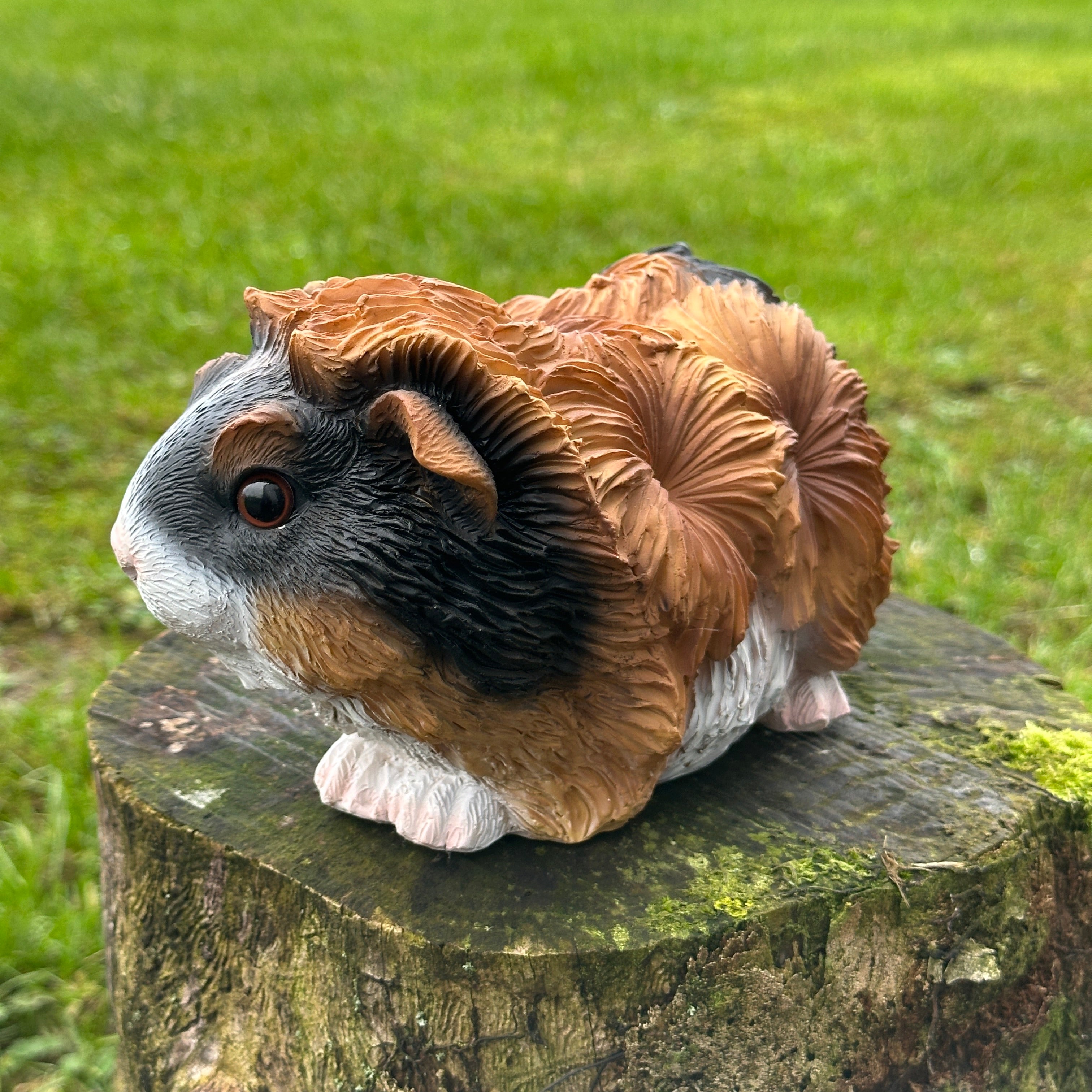 Animal Crackers 18cm Guinea Pig figurine, tri-colour tortoiseshell with long haired coat