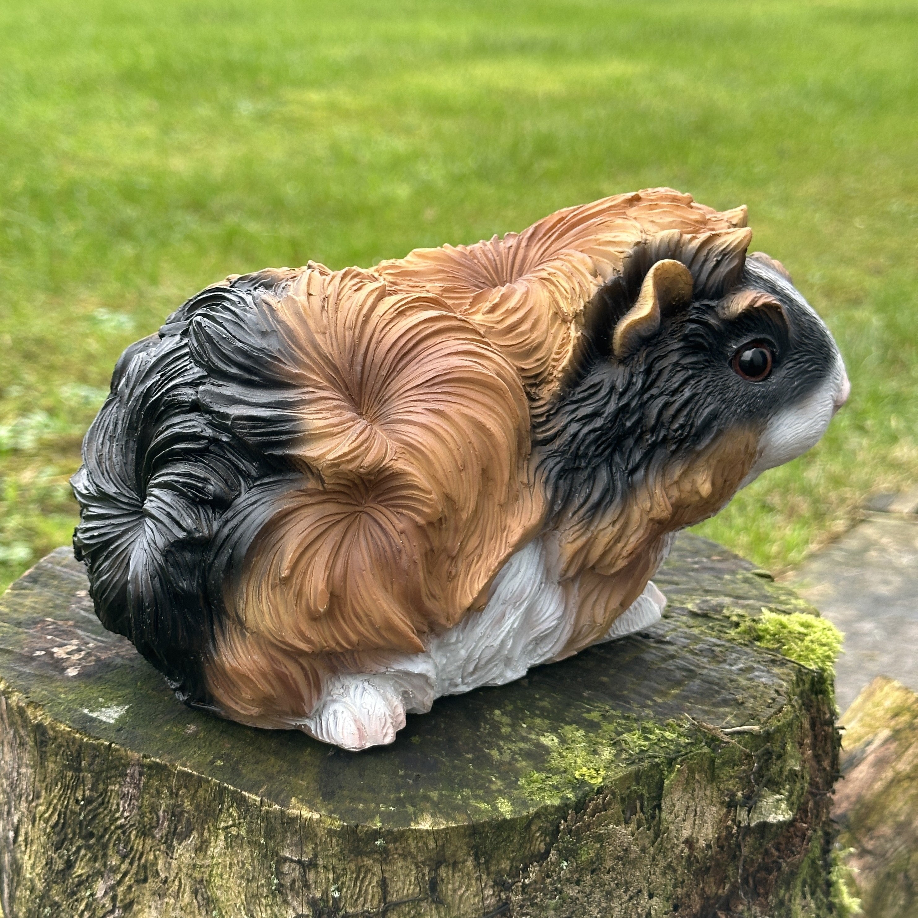 Animal Crackers 18cm Guinea Pig figurine, tri-colour tortoiseshell with long haired coat